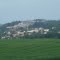 Roncador