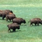 Part of Bison Herd