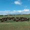 Tatonka Herd