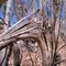 Foes River Conservation Area - Busted Tree