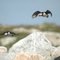 Puffins in Flight