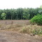 New plantations of Eucaliptos trees along the BR70