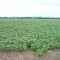 Cadastro de Compromisso Socioambiental - Fazenda Maria Elisa - Cadastrada desde 2010