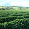 Cafezal, Fazenda Colônia Agrícola, Patos de Minas, MG, BR