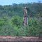 Tucano