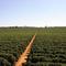 Chácara Colônia Agrícola