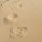 Jaguar Footprints on the Beach