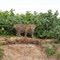 Jaguar (Panthera onca)
