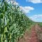 Milho - Corn Field