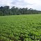 Cadastro de Compromisso Socioambiental - Fazenda Boa Vista - Cadastrada desde 2010