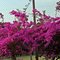 Primavera