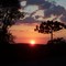 Pôr-do-sol e araucária em Xanxerê - SC .