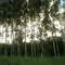 Floresta de eucaliptos, Impacel Arapoti