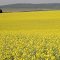 Lavoura de Canola Faz Sonia Maria