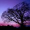 Mighty Oak