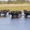 Búfalos selvagem Pantanal -MS-ISOLADÃO