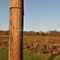 Scrubby autumn field