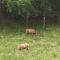 They have real live Elk here . . .