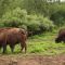 and a herd of Plains Bison too . . .
