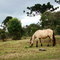 cavalo baio
