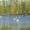 Pelicans flying through Nebraska and Iowa