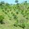 Cultivo de Cafe - Sierra de Perija Mun. Rosario de P.