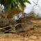 crocodile Llanos