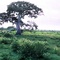 ceiba_en_invierno