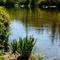 Deschutes River at Cline Falls State Park