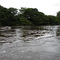 River Delphine