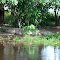 Unidad Agrícola Productiva Socialista Bravos de Apure, Hato El Cedral