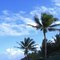 palmeras!