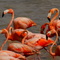 Colonia de Flamencos, o Tococos