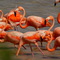 Colonia de Flamencos, Refugio de Cuare