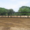 Agropecuaria Rancho Alegre. Vacas comiendo en Corral Vaquera.