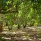 Finca de aguacates!