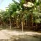 Vía entre parcelas de plátano, guayaba, yuca, etc.  en La Guaira  - Municipio Sucre del Estado Zulia.
