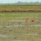 corocora roja en un arrozal