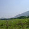 Reses al pie del Tiramuto, Cojedes, Venezuela