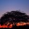 F.B.Atardecer con arbol.