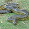 Anaconda