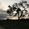 Amanecer en los llanos del Edo. Apure