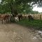 BARINAS, CANAGUA