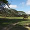 finca ganadera