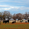 Abilene Ranch