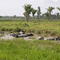 Water buffalo relaxing near El Guayabo, Estado Zulia.
