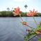 Flores Apureñas, Caño La Pica