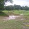 Sector la arenosa, el Sáman - EDO. Apure