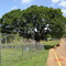 Ceiba