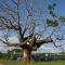 Arbol Anciano en el Callao